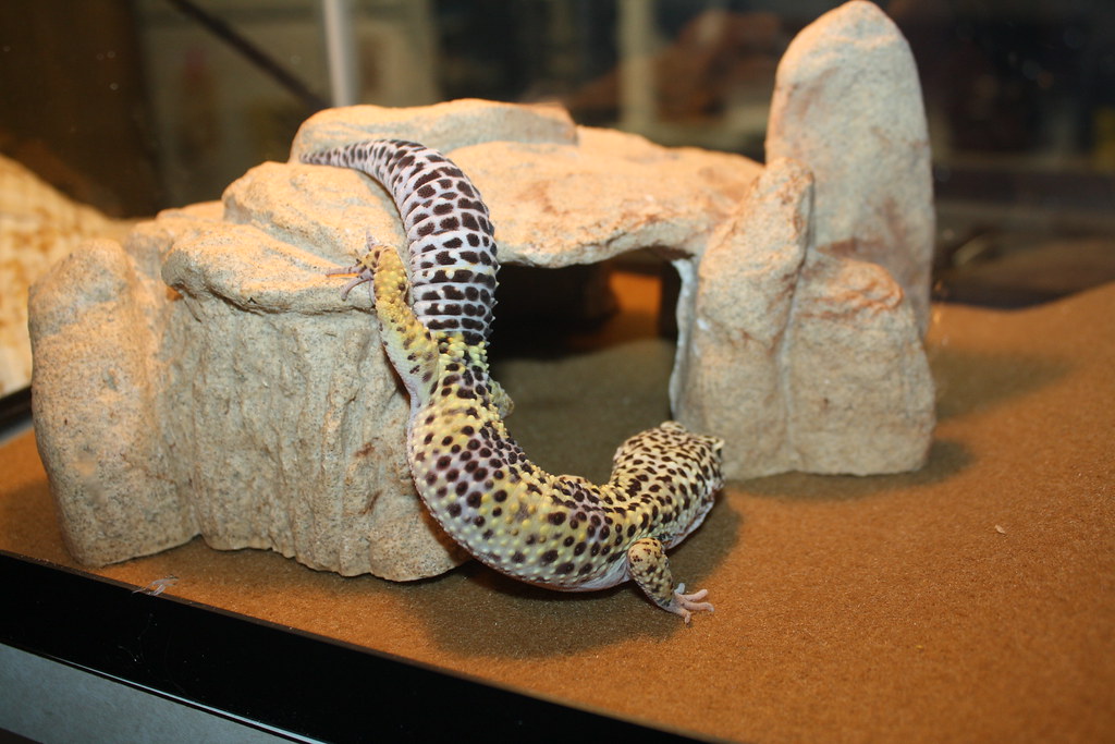 leopard gecko moving into its hide