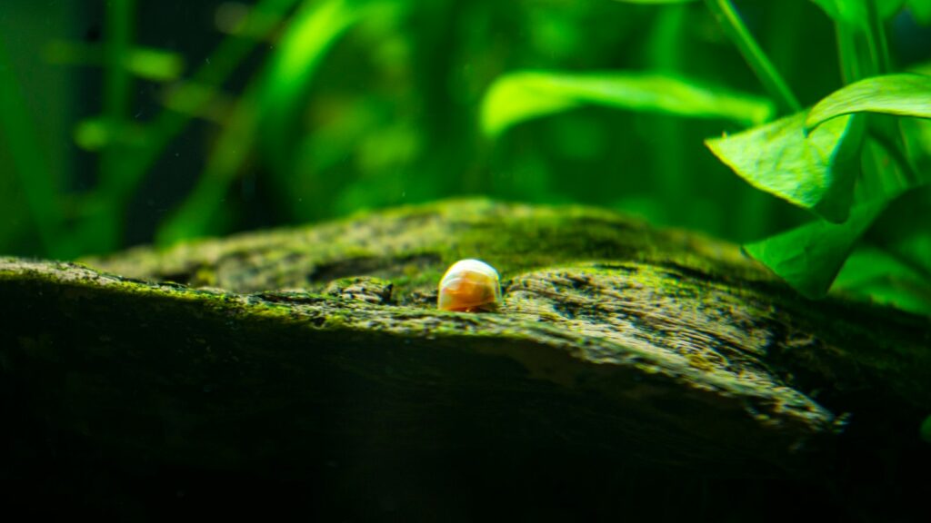 Small snail crawling on a piece of wood covered in green algae.