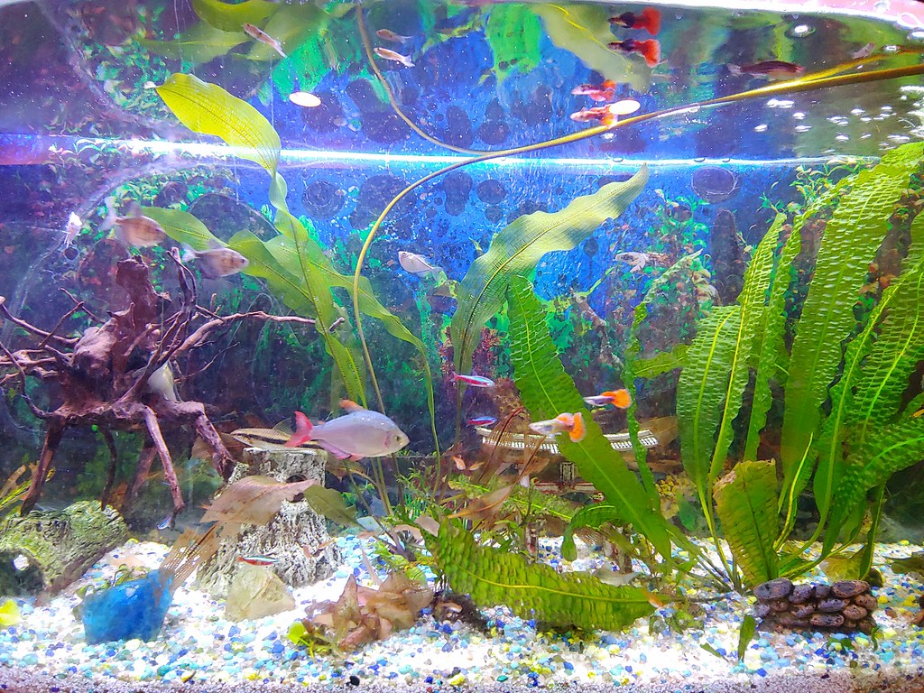 Pet Fish Tank