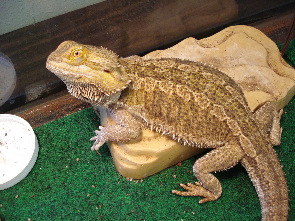The Rise of Bearded Dragons in the Pet Trade