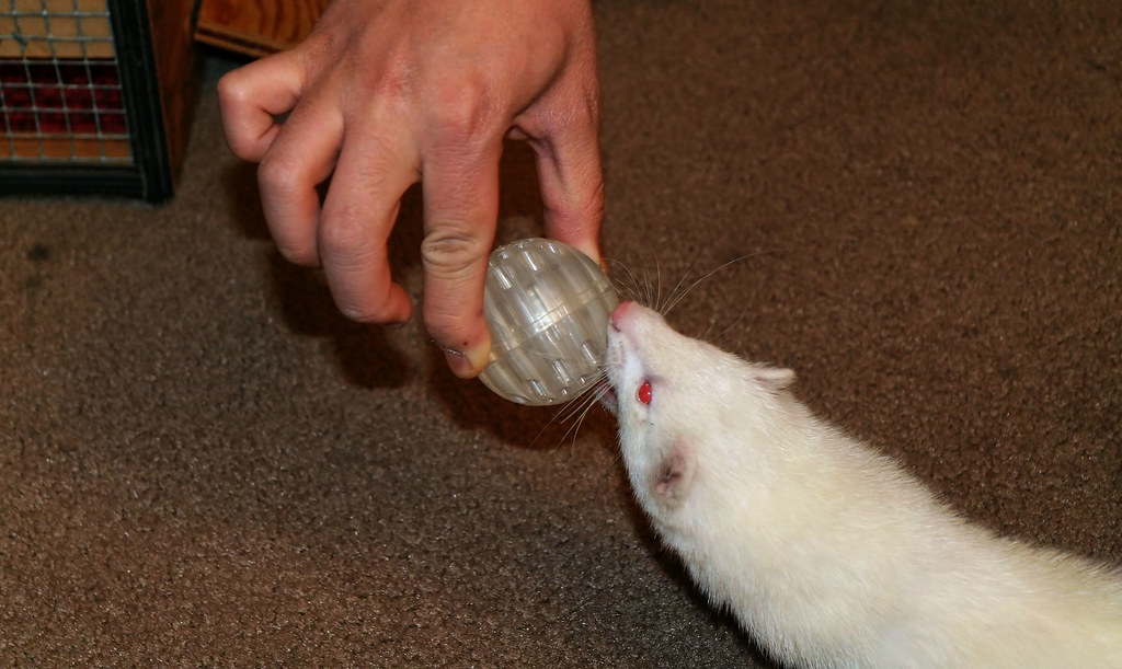 Selecting Appropriate Toys