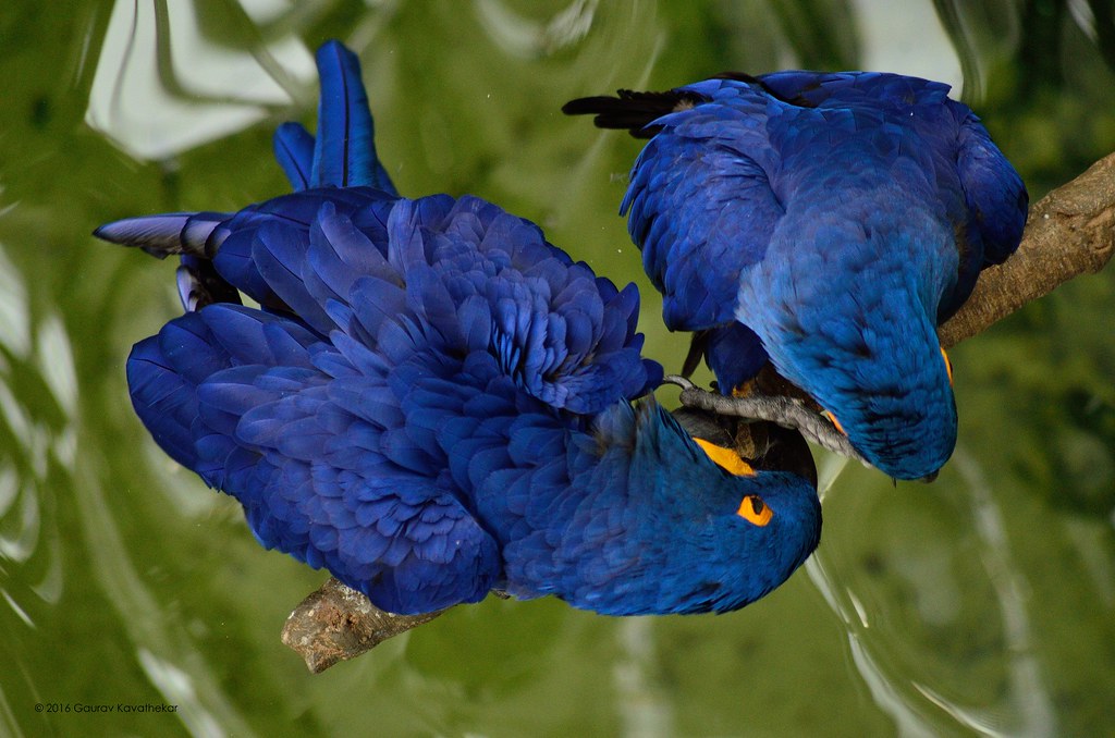 Two Hyacinth Macaws above a bodu of water on a branch