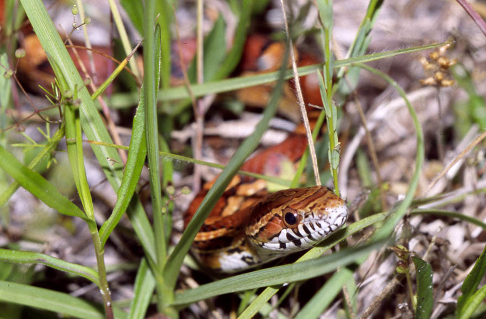 corn snake slithering through grass