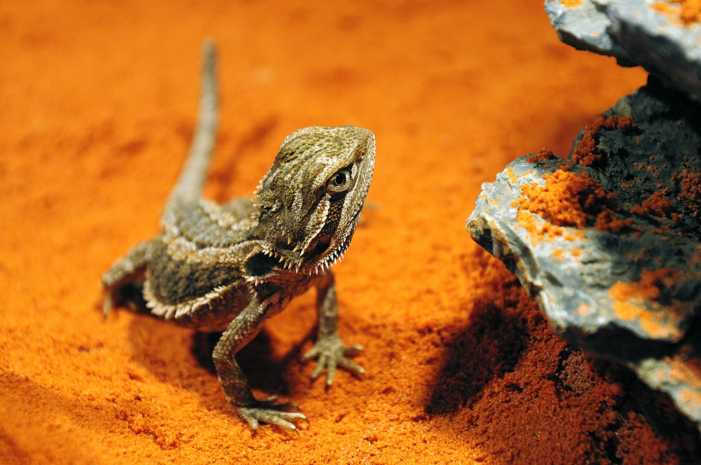 bearded dragon juvenile on red sand