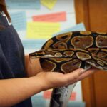 Creating Safe and Educational Reptile Experiences