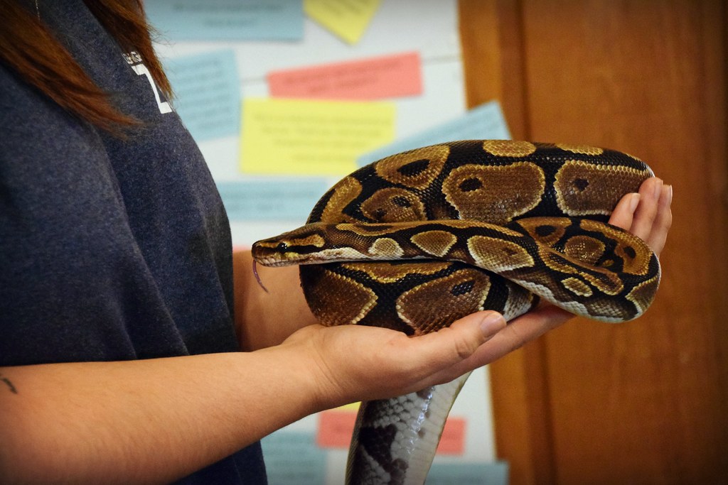 Creating Safe and Educational Reptile Experiences