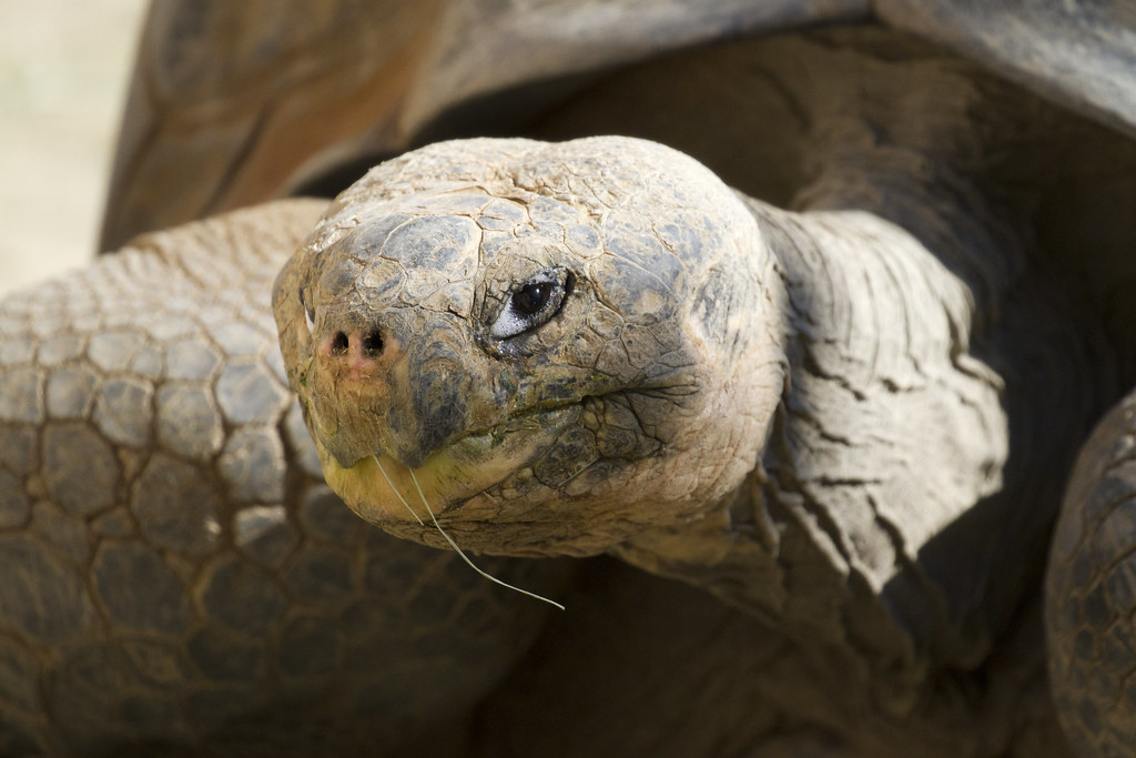 Galápagos tortoise