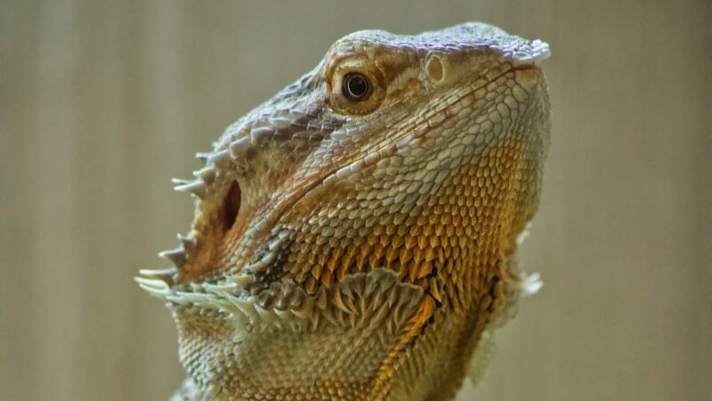 brown bearded dragon on brown tree branch