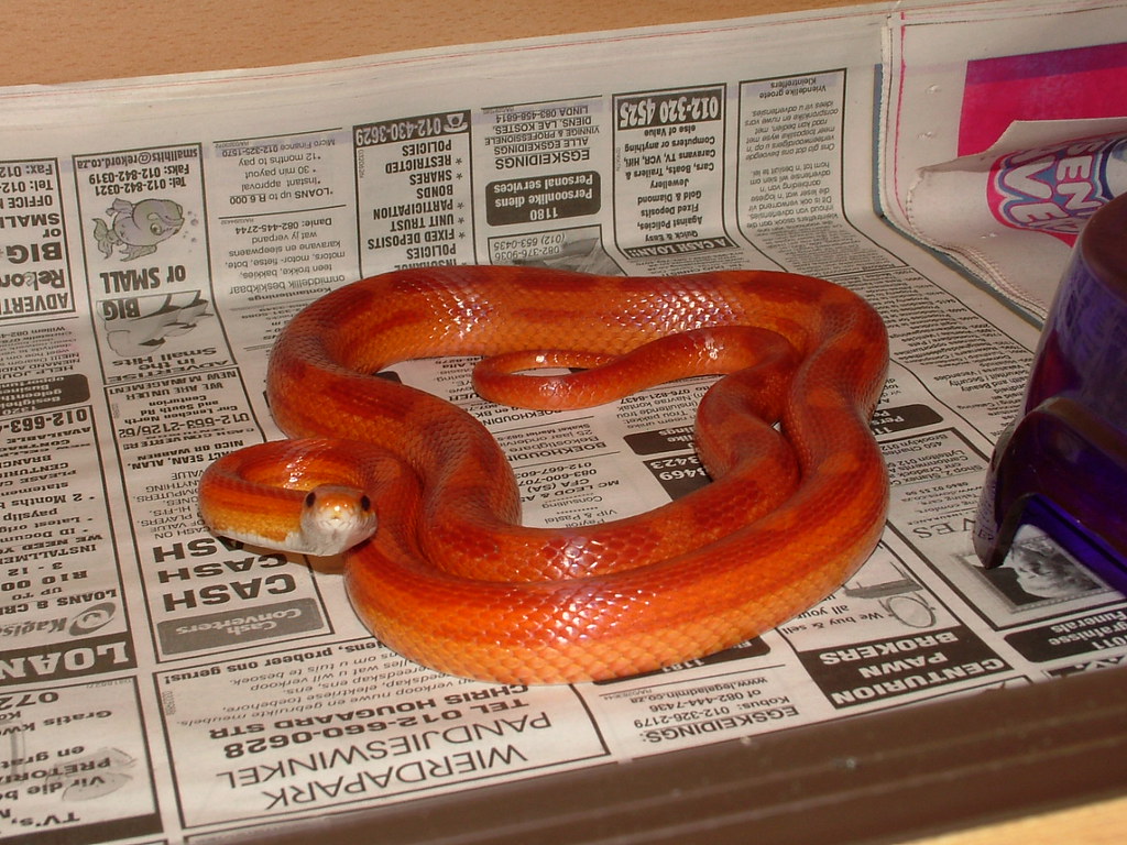 Myth 9: Corn Snakes Can Be Housed Together