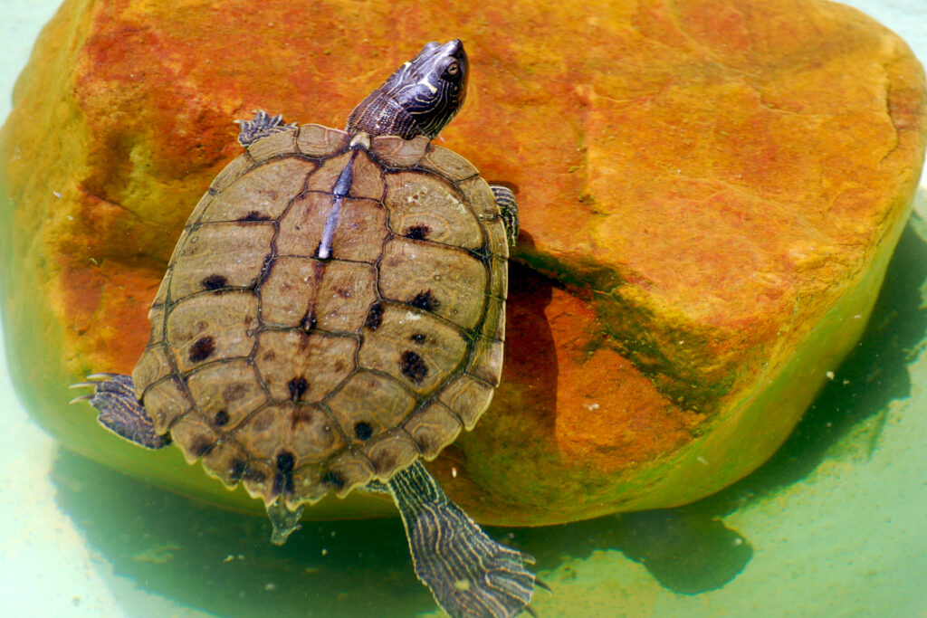 Conservation Status and Ethical Considerations