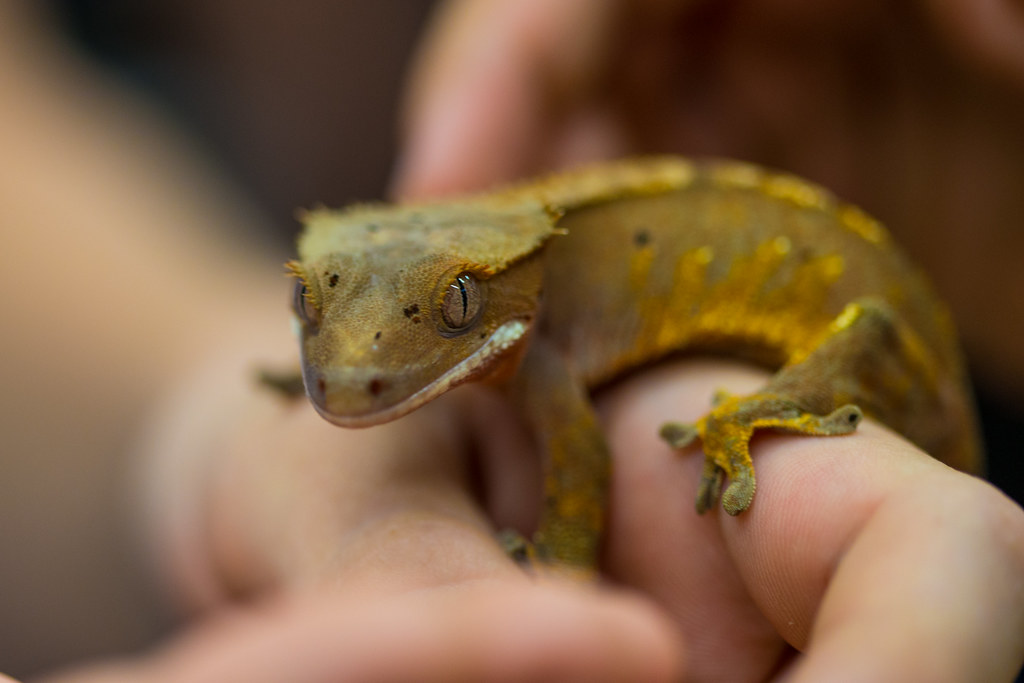 The Vocal Anatomy of Crested Geckos