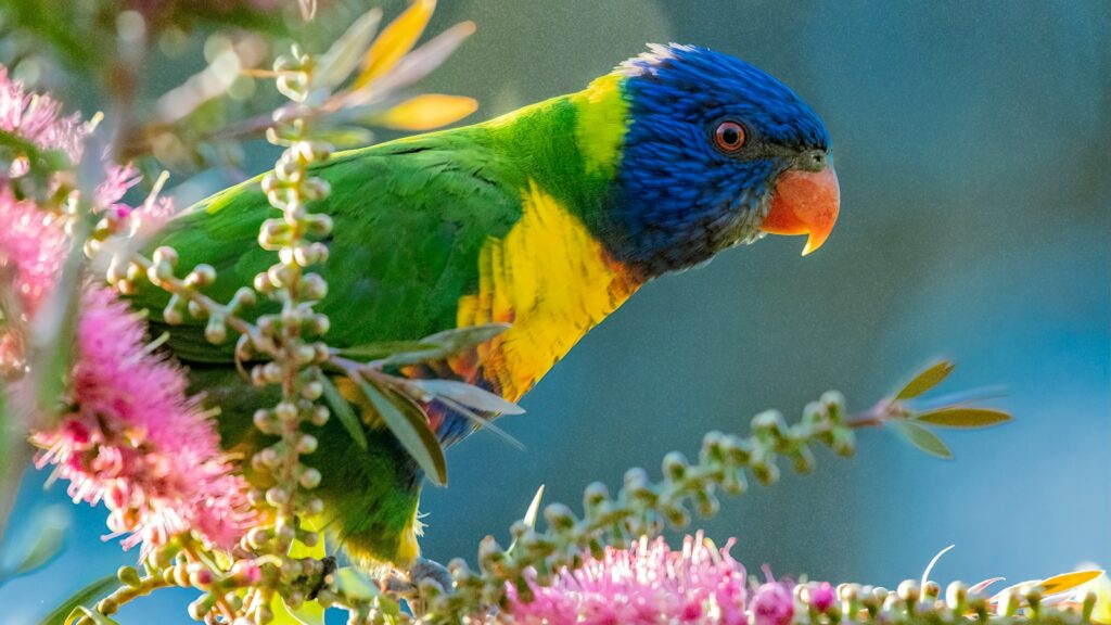 A colorful Rainbow Lorikeet with a blue head, green back, yellow chest, and orange beak amidst pink blossoms.