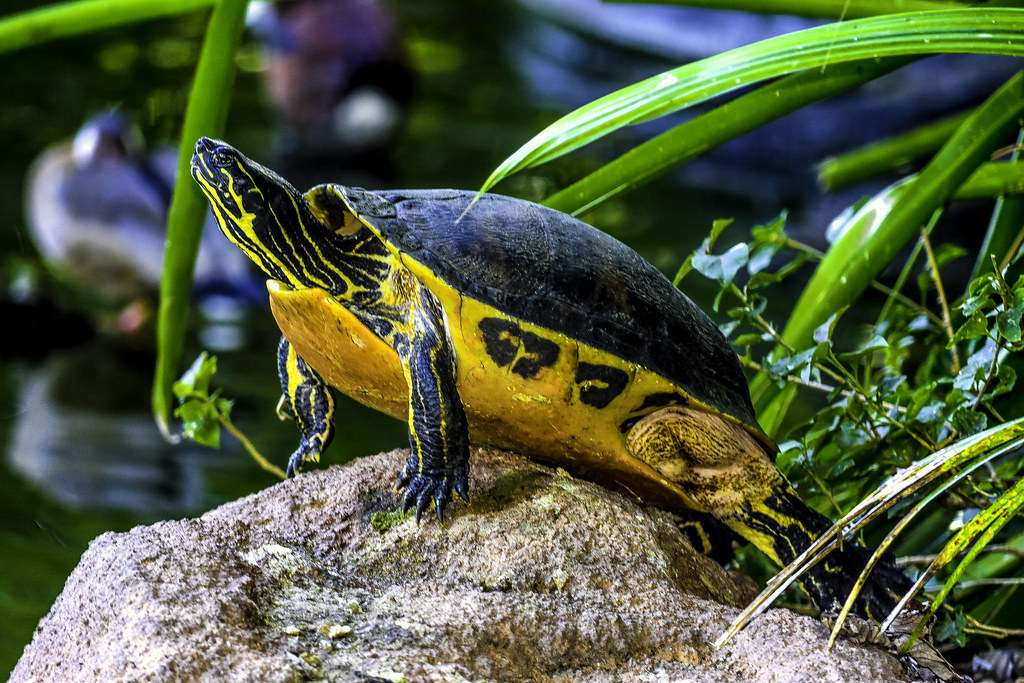 Essential Care Considerations for Pet Turtles