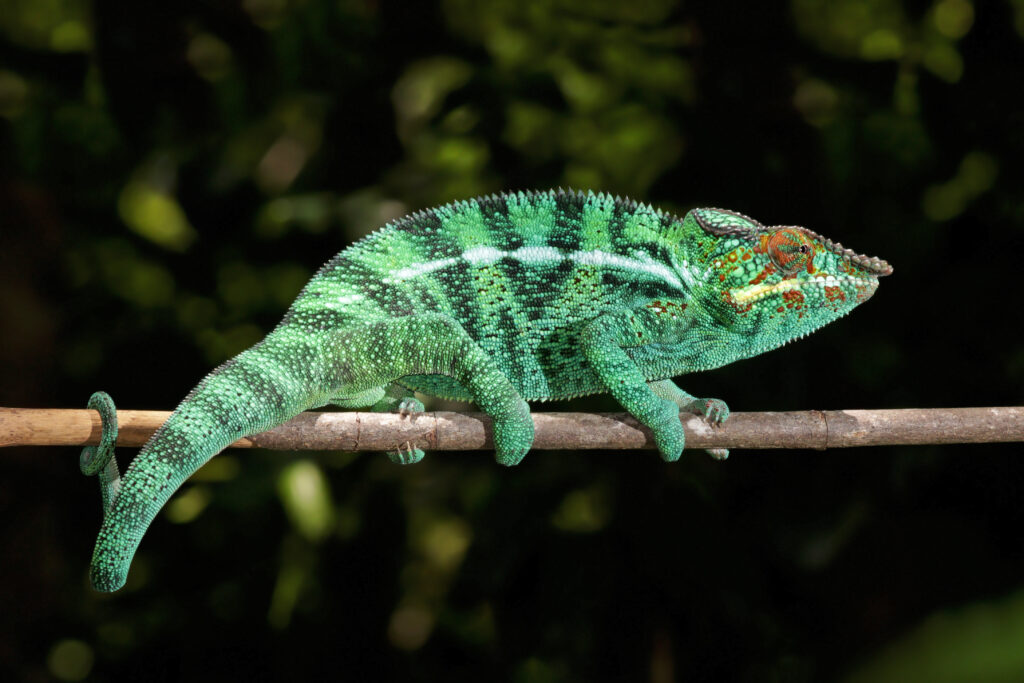 Panther Chameleons: Nature's Color-Changing Masters