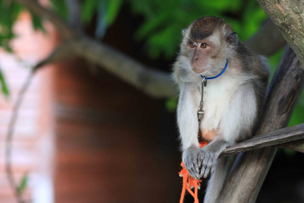 pet monkey with a collar on its neck
