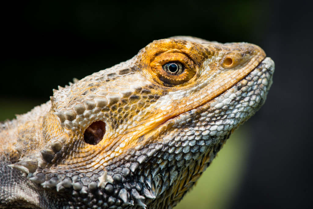 bearded dragon close up with yellow and black scales