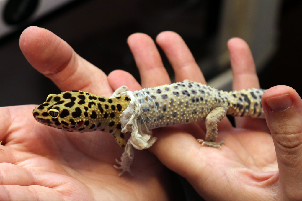 Leopard gecko shedding her skin
