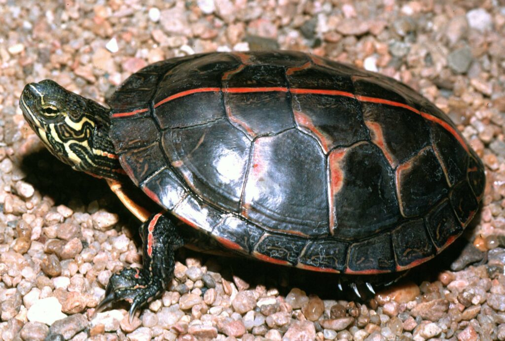 Painted Turtle: Colorful and Captivating