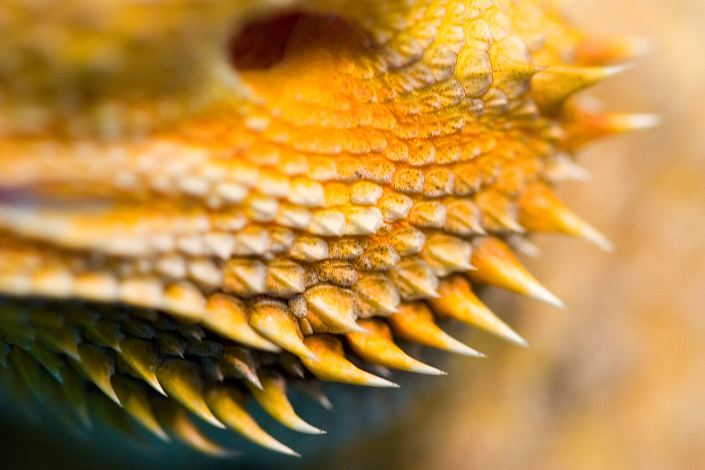 bearded dragon close up of its scales