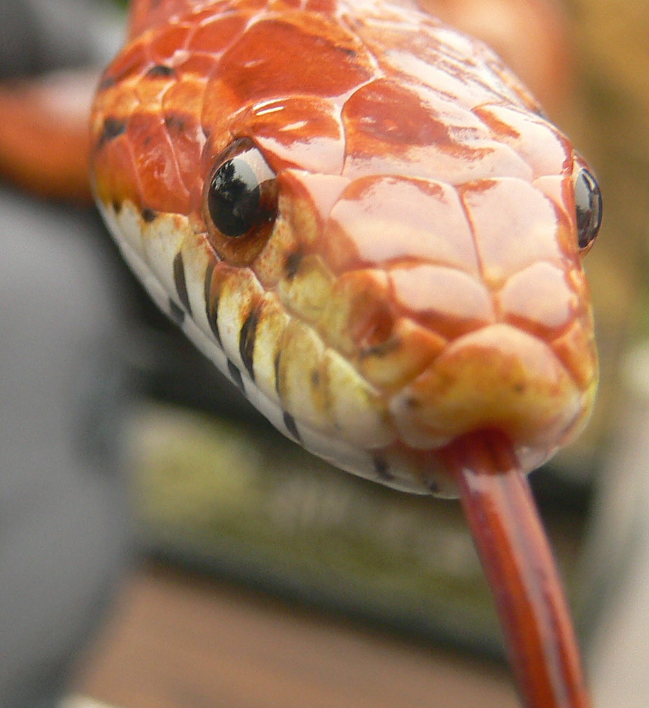 Corn Snake close up