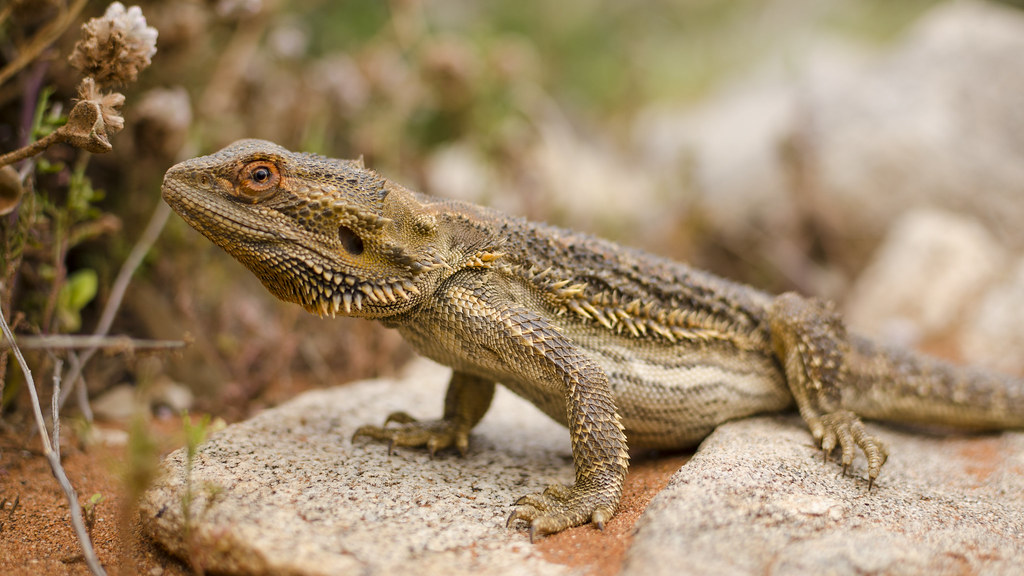 wild Bearded dragon basking on some rocks
