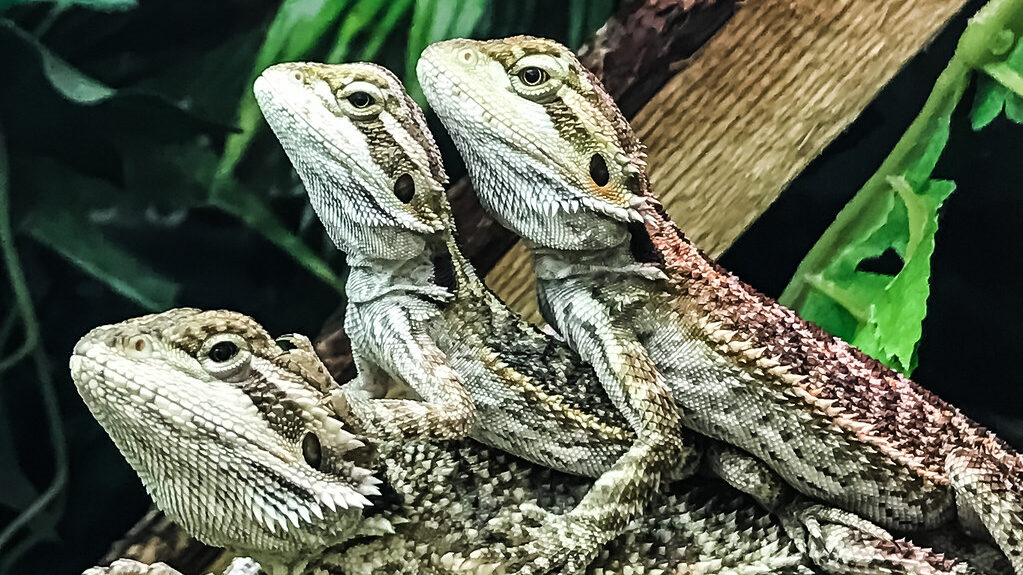 three bearded dragons on top of each other