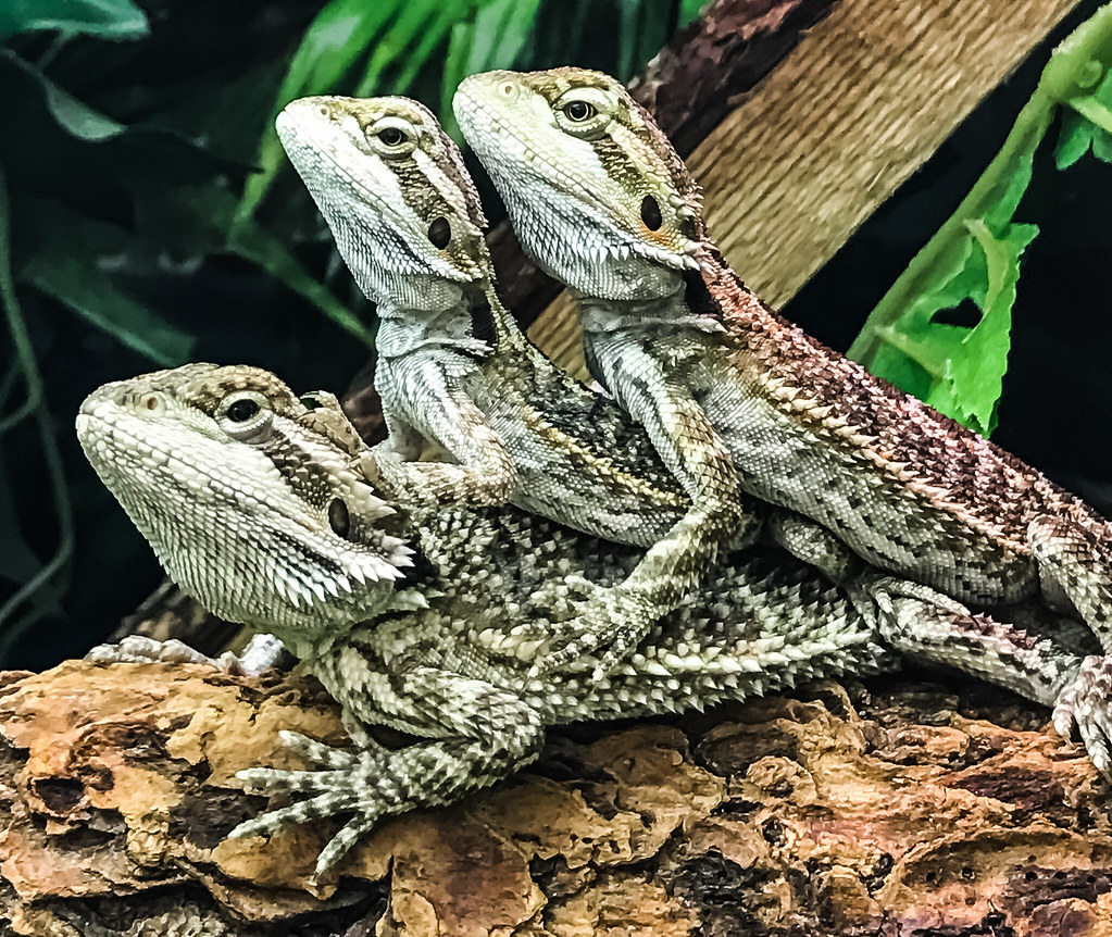 three bearded dragons on top of each other