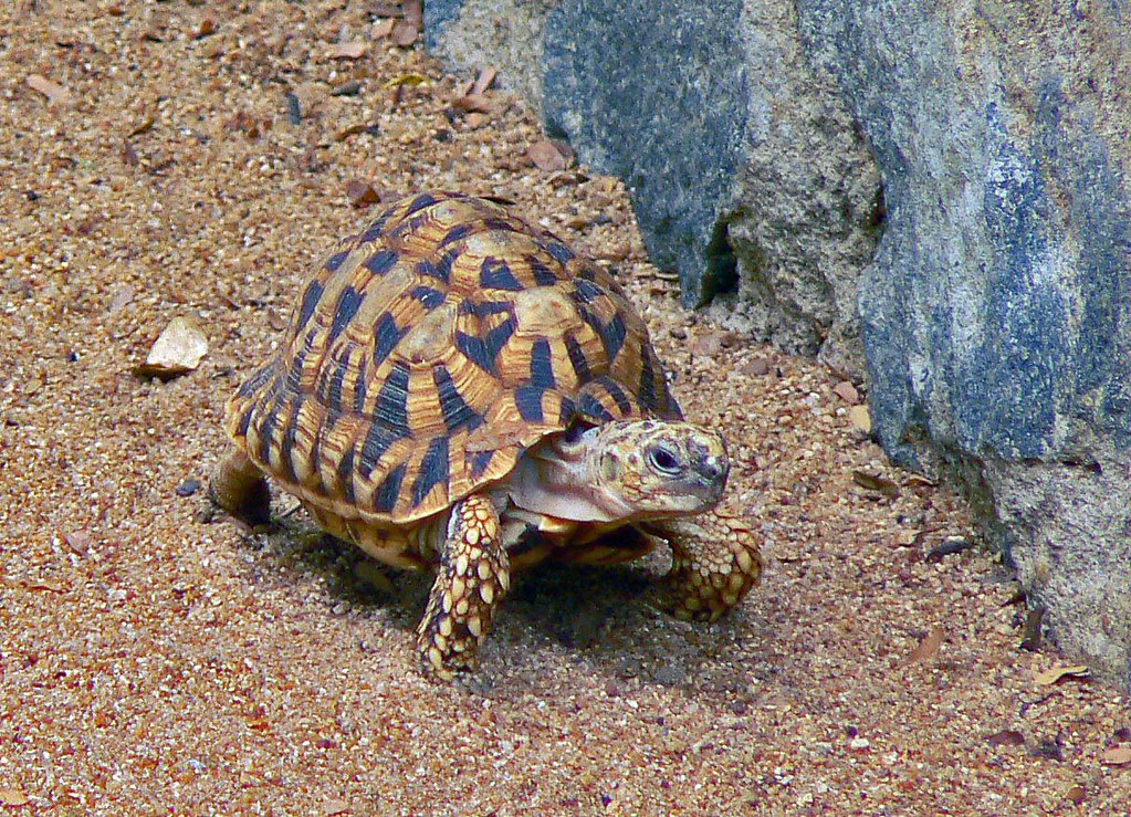 Star Spangled Backshell tortoise