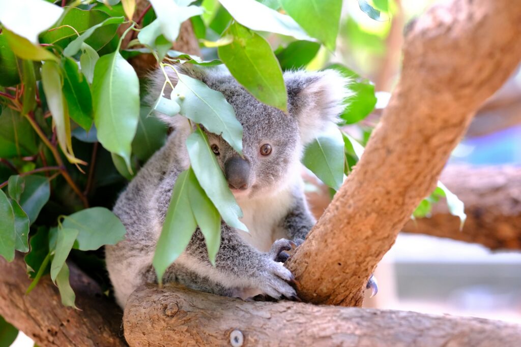 A koala bear sitting in a tree branch