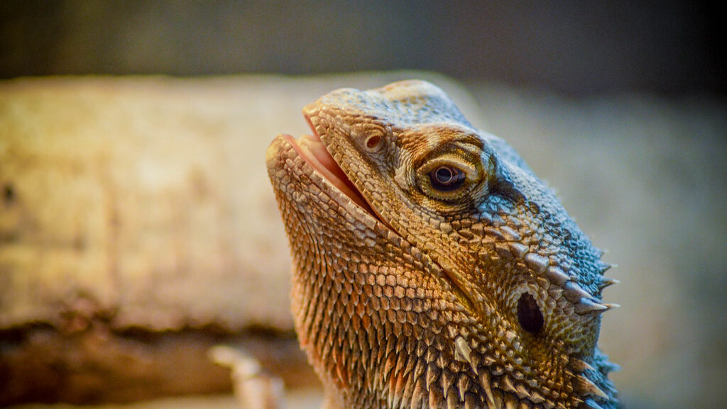 bearded dragon basking under a heating lamp
