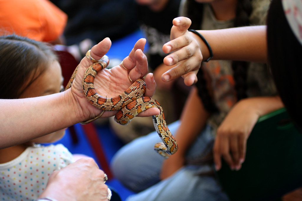 Myth 2: Corn Snakes Are Aggressive