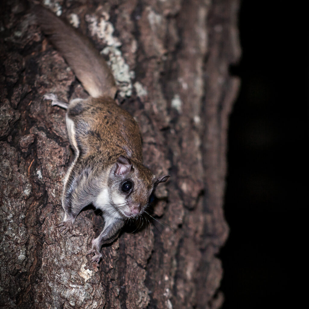 Flying Squirrels: Nocturnal Gliders with Winning Personalities