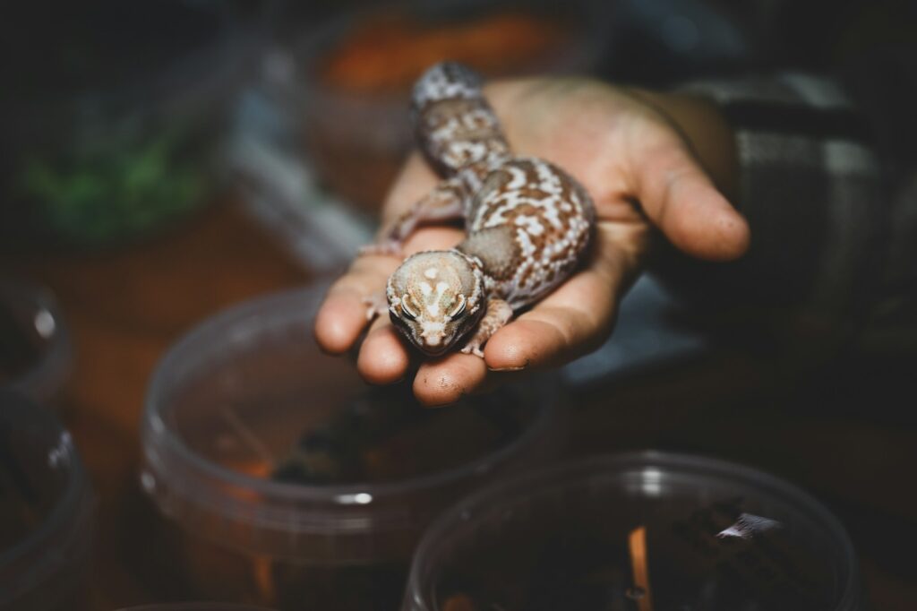 fat tailed gecko