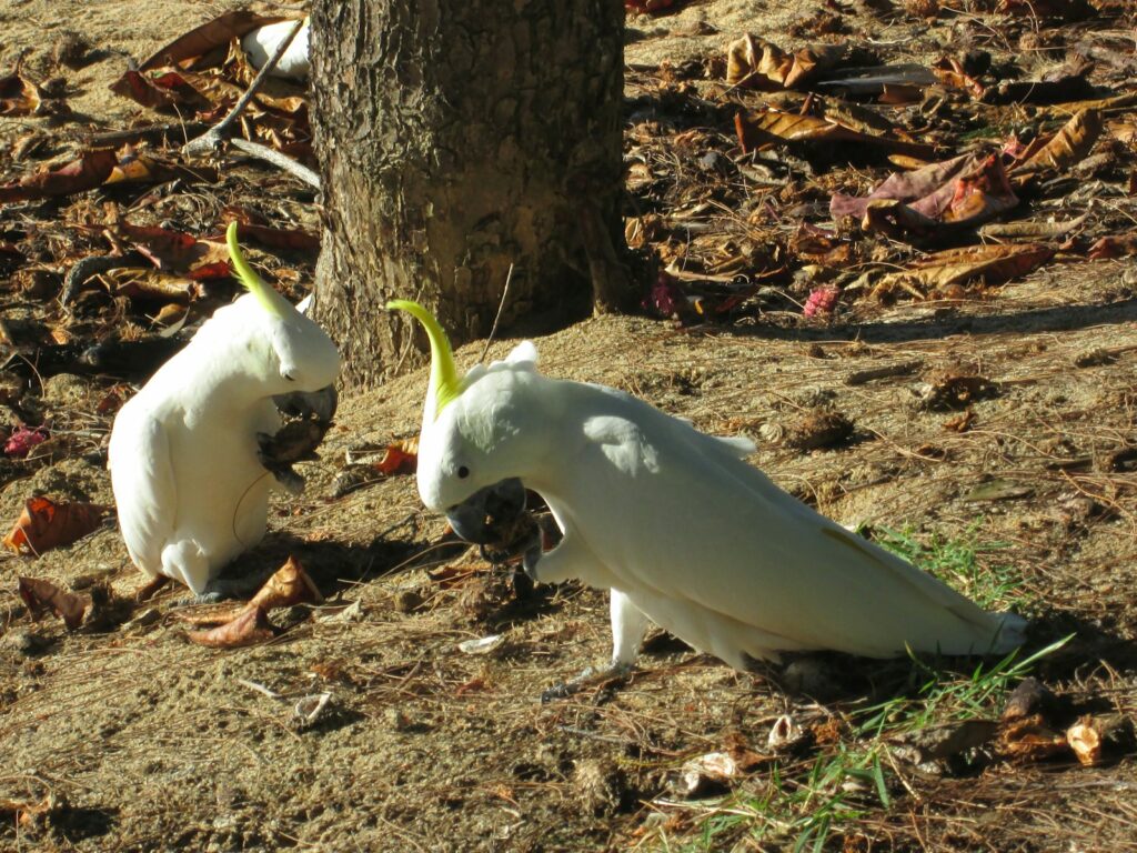 a couple of white birds standing next to a tree