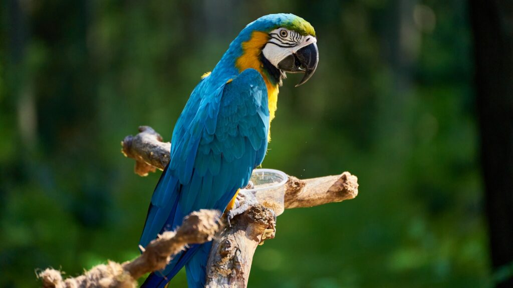 A brightly colored blue-and-yellow macaw with blue wings and back, yellow chest, and a black beak perched on a branch.