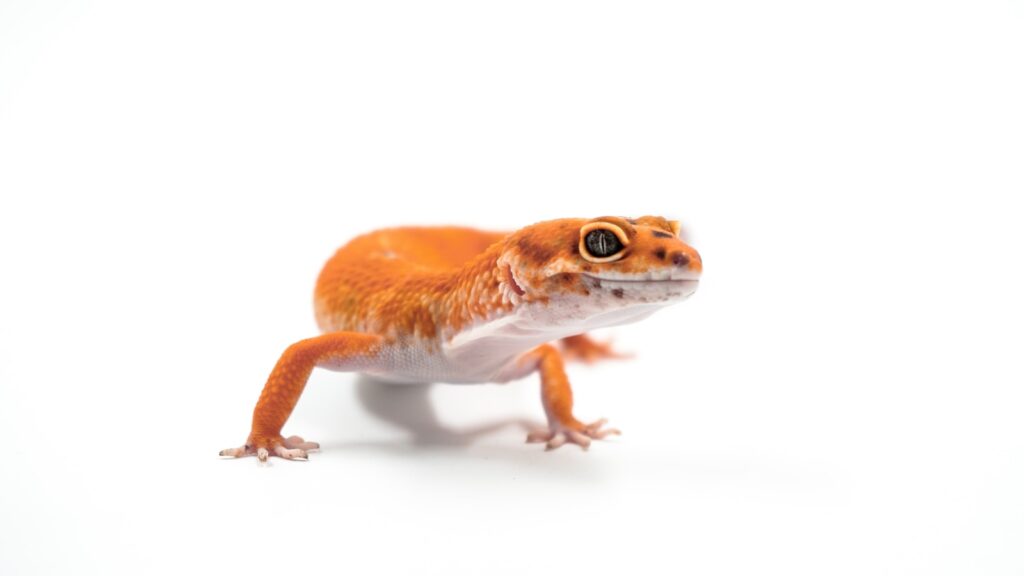 orange and white gecko on white background