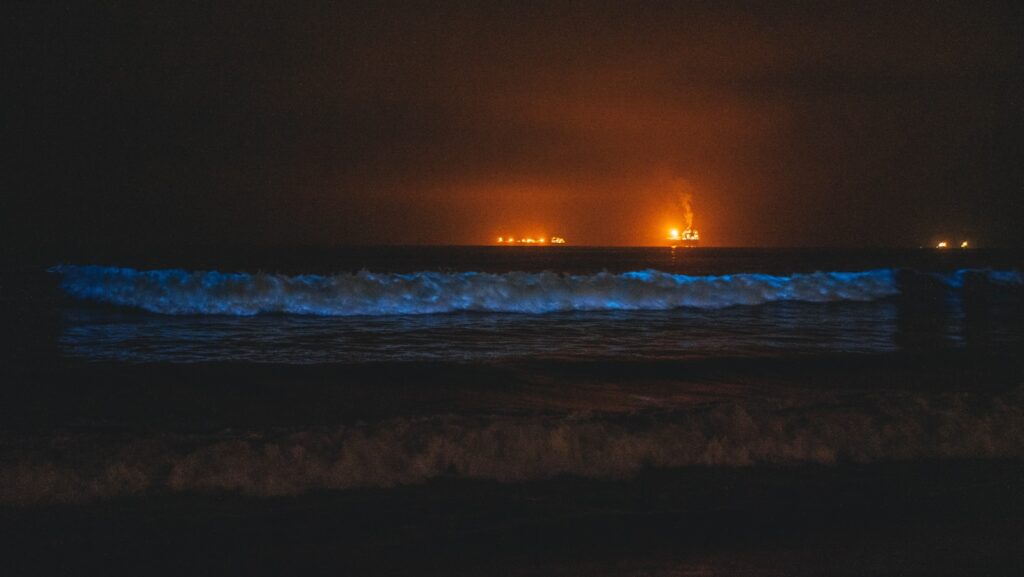 bioluminescent dinoflagellates