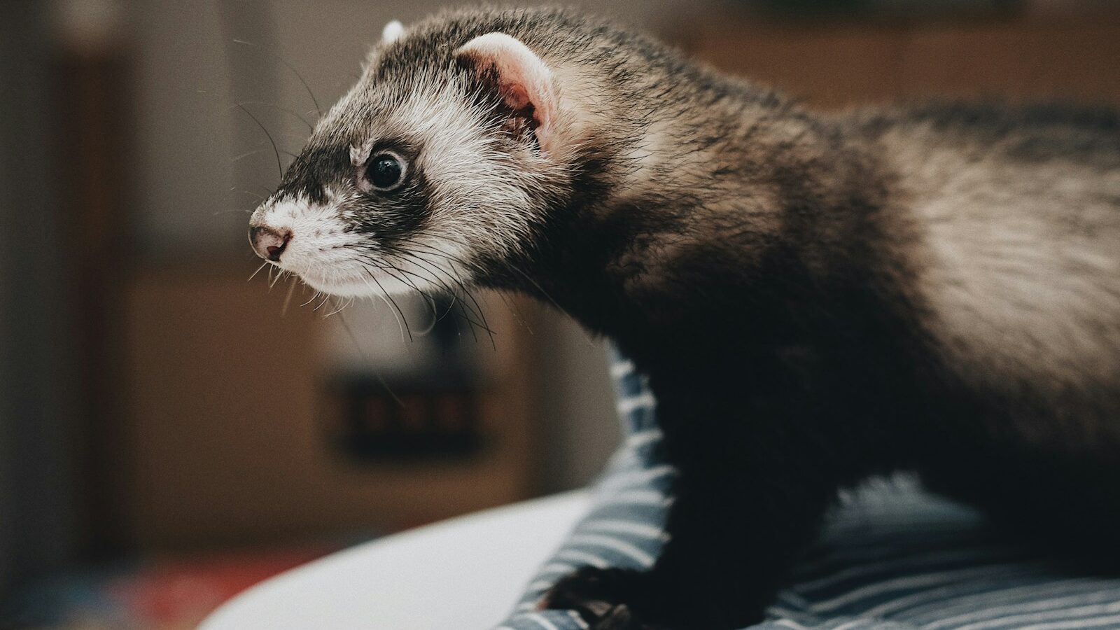 A ferret showcasing its distinctive markings and slender body.