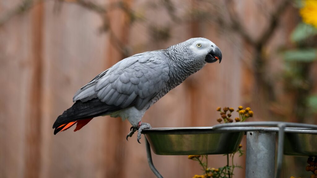 Close-up of an African grey parrot with a black beak and striking white markings around its eyes, eating from a metal bowl.