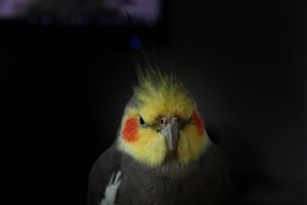 yellow and grey bird