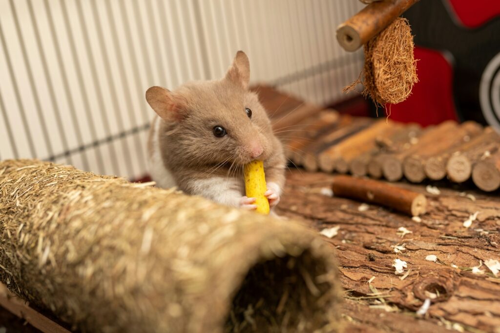 brown mouse on brown wooden table