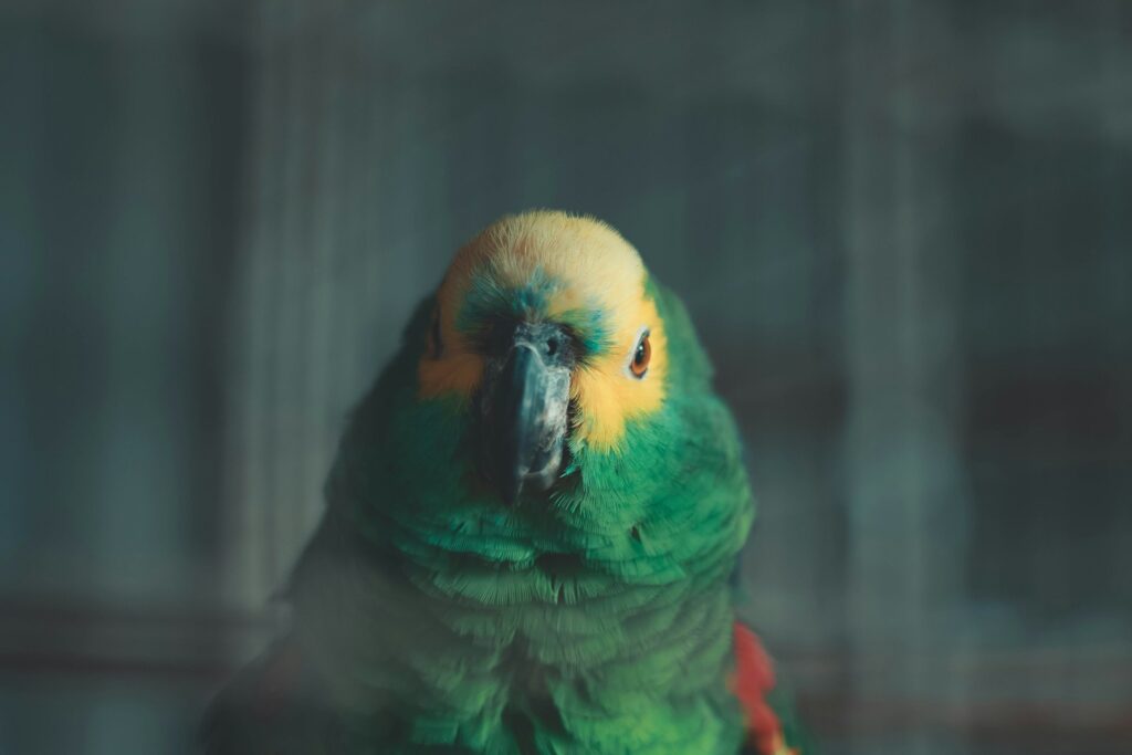 green and yellow bird
