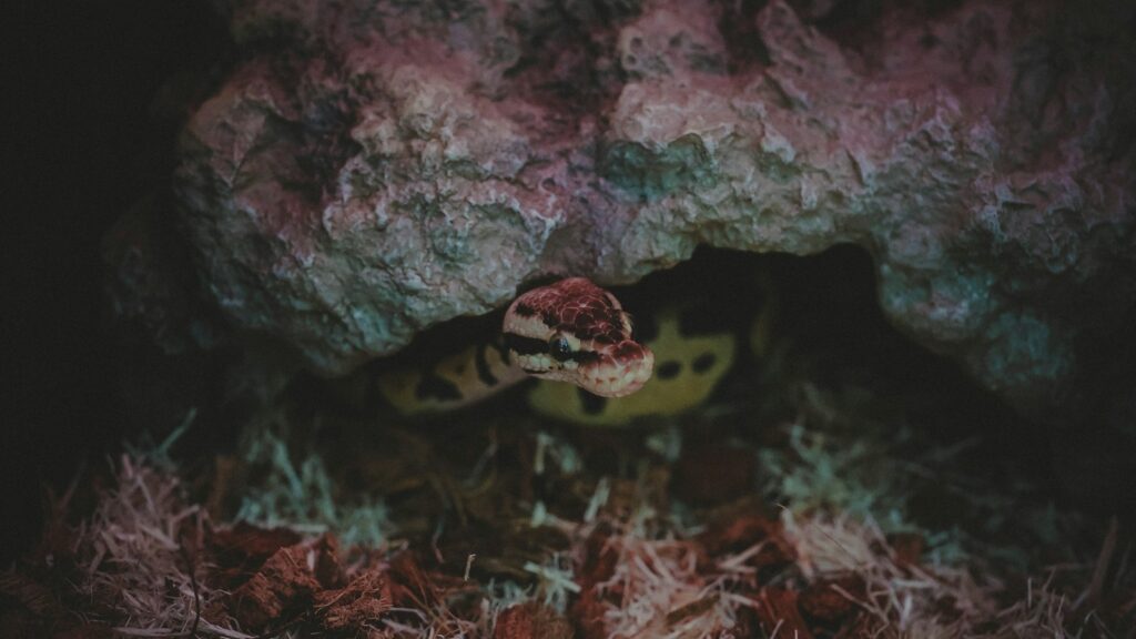 A Ball Python with brown and black markings, coiled on a textured surface.