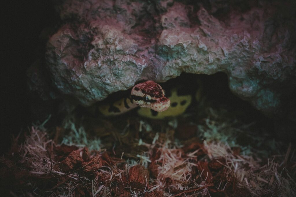 black and yellow ball python on brown dried leaves