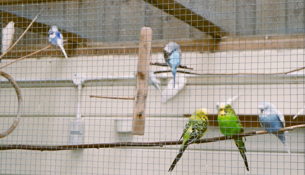 A group of birds sitting on top of a wire fence