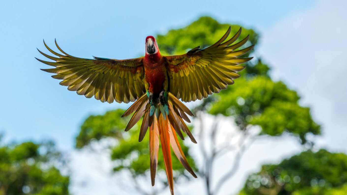 red yellow and green bird flying during daytime