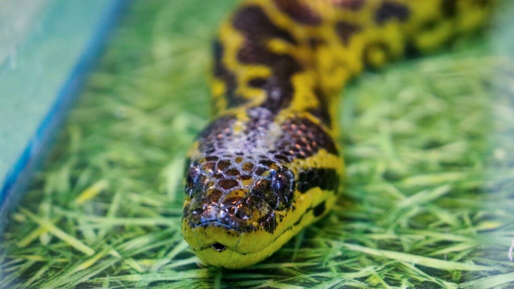 Close-up of a snake in an enclosure, highlighting its distinctive yellow and black patterned skin and head.