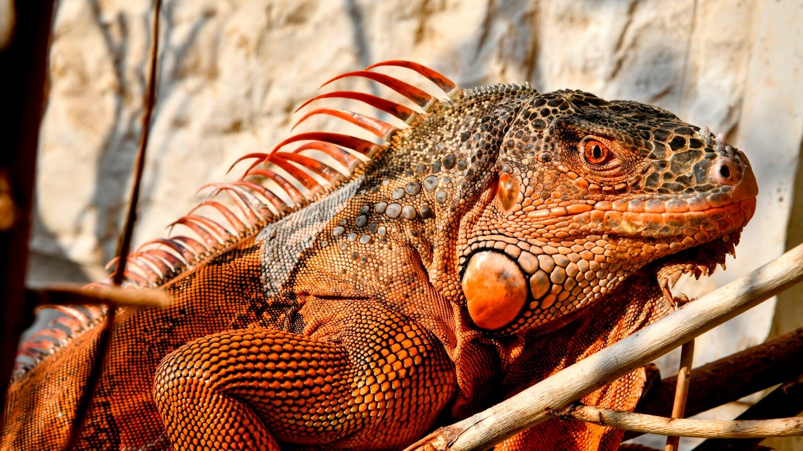 A close up of a large lizard near a wall