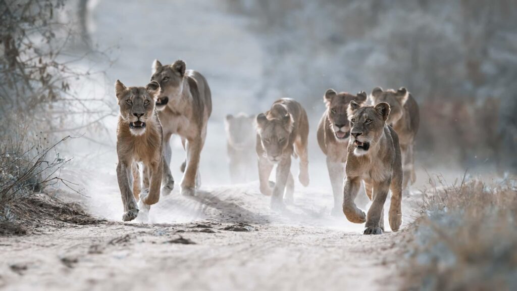 A group of lions running down a dirt road