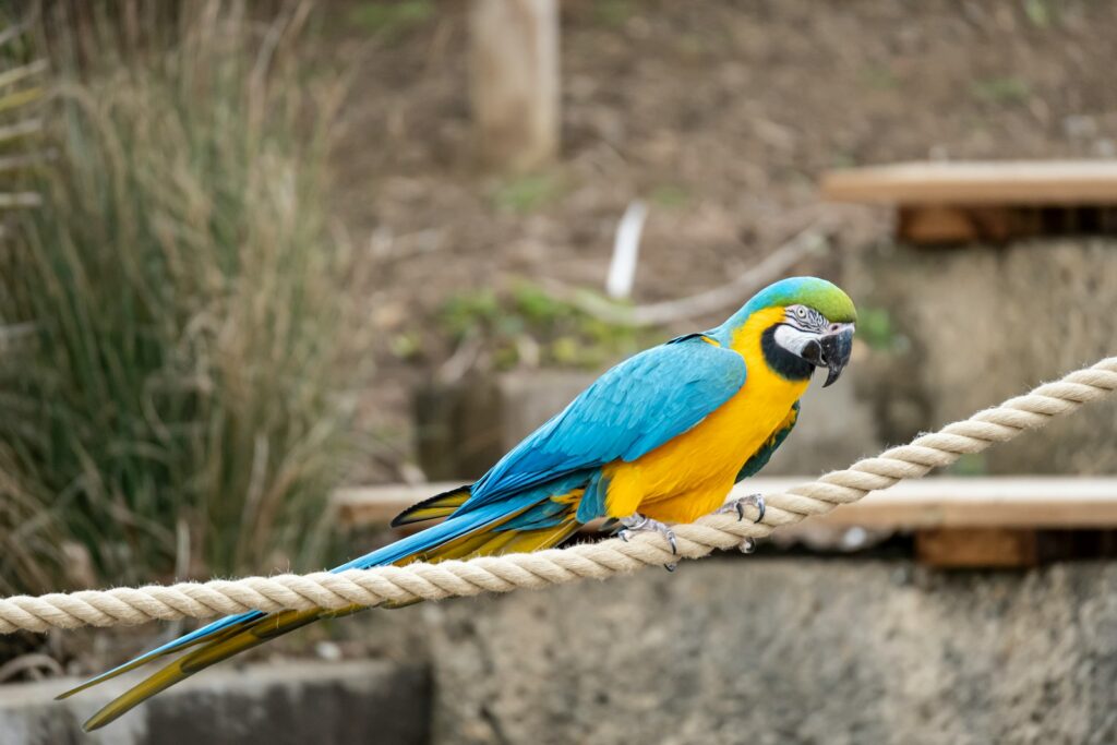 blue yellow and green macaw on brown wooden stick